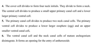 4. The cover cell divides to form four neck initials. They divide to form a neck.
The central cell divides to produce a small upper primary canal cell and a lower
larger primary ventral cell.
5. The primary canal cell divides to produce two neck canal cells. The primary
ventral cell divides to produce a lower larger oosphere (egg) and an upper
smaller ventral canal cell.
6. The ventral canal cell and the neck canal cells of mature archegonium
disintegrate. It forms an opening for the entry of antherozoids
 