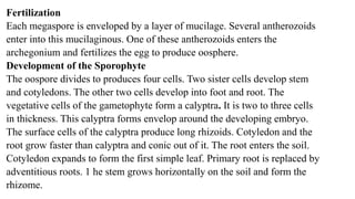 Marsilea structure and reproduction | PPTX