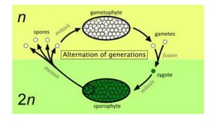 Marsilea structure and reproduction