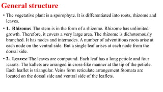 General structure
• The vegetative plant is a sporophyte. It is differentiated into roots, rhizome and
leaves.
• 1. Rhizome: The stem is in the form of a rhizome. Rhizome has unlimited
growth. Therefore, it covers a very large area. The rhizome is dichotomously
branched. It has nodes and internodes. A number of adventitious roots arise at
each node on the ventral side. But a single leaf arises at each node from the
dorsal side.
• 2. Leaves: The leaves are compound. Each leaf has a long petiole and four
:carats. The kallets are arranged in cross-like manner at the tip of the petiole.
Each leaflet is triangular. Veins form reticulate arrangement Stomata arc
located on the dorsal side and ventral side of the leaflets.
 