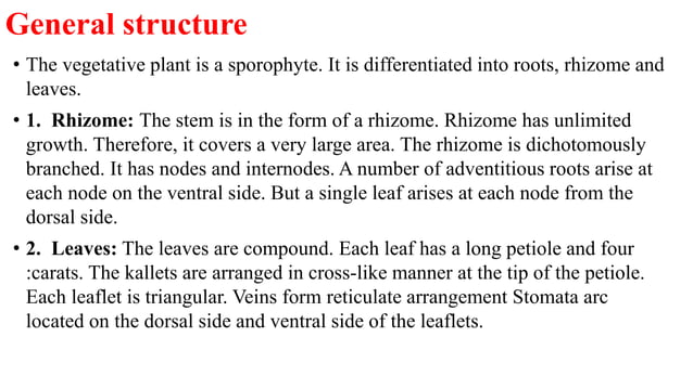 Marsilea structure and reproduction | PPTX