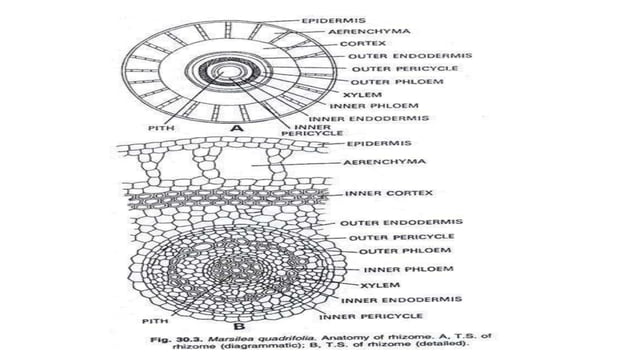 Marsilea structure and reproduction | PPTX