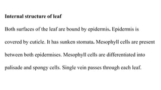 Internal structure of leaf
Both surfaces of the leaf are bound by epidermis. Epidermis is
covered by cuticle. It has sunken stomata. Mesophyll cells are present
between both epidermises. Mesophyll cells are differentiated into
palisade and spongy cells. Single vein passes through each leaf.
 