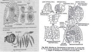 Marsilea structure and reproduction