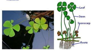 Marsilea structure and reproduction
