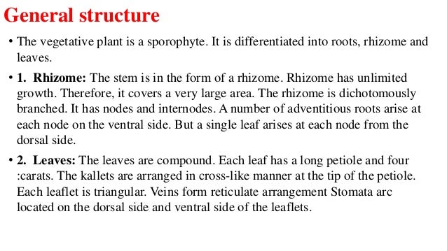 Marsilea Structure And Reproduction