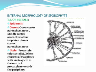INTERNAL MORPHOLOGY OF SPOROPHYTE
T.S. OF PETIOLE:
Epidermis
Cortex: Outer cortex
parenchymatous ,
Middle cortex
aerenchymatous
(septate) , inner
cortex
parenchymatous
 Stele: Protostele
(plectostelic). Xylem
consists of two plates
with metaxylem in
the centre &
protoxylem towards
the periphery.
 
