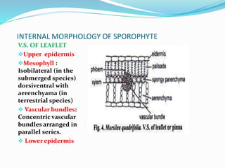 INTERNAL MORPHOLOGY OF SPOROPHYTE
V.S. OF LEAFLET
Upper epidermis
Mesophyll :
Isobilateral (in the
submerged species)
dorsiventral with
aerenchyama (in
terrestrial species)
 Vascular bundles:
Concentric vascular
bundles arranged in
parallel series.
 Lower epidermis
 