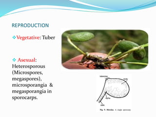 REPRODUCTION
Vegetative: Tuber
 Asexual:
Heterosporous
(Microspores,
megaspores),
microsporangia &
megasporangia in
sporocarps.
 