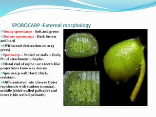 SPOROCARP -External morphology
Young sporocarps - Soft and green
Mature sporocarps - Dark brown
and hard
(Withstand desiccation 20 to 25
years)
Sporocarp = Pedicel or stalk + Body,
Pt. of attachment = Raphe.
Distal end of raphe 1 or 2 teeth-like
projections known as -horns.
Sporocarp wall Hard, thick,
resistant.
Differentiated into 3 layers Outer
(epidermis with sunken stomata),
middle (thick walled palisade) and
inner (thin walled palisade).
 