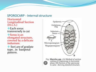 SPOROCARP - Internal structure
Horizontal
Longitudinal Section
(H.L.S.)
Each sorus
transversely is cut
Sorus is an
elongated structure,
covered by a delicate
indusium.
 Sori are of gradate
type , in basipetal
pattern.
 