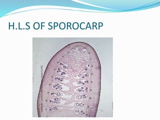 H.L.S OF SPOROCARP
 