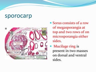 sporocarp
 Sorus consists of a row
of megasporangia at
top and two rows of on
microsporangia either
sides.
 Mucilage ring is
present in two masses
on dorsal and ventral
sides.
 