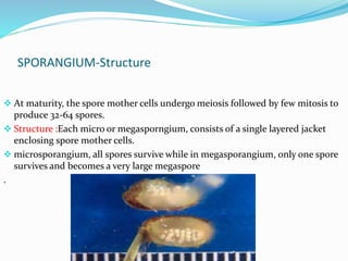 SPORANGIUM-Structure
 At maturity, the spore mother cells undergo meiosis followed by few mitosis to
produce 32-64 spores.
 Structure :Each micro or megasporngium, consists of a single layered jacket
enclosing spore mother cells.
 microsporangium, all spores survive while in megasporangium, only one spore
survives and becomes a very large megaspore
.
 