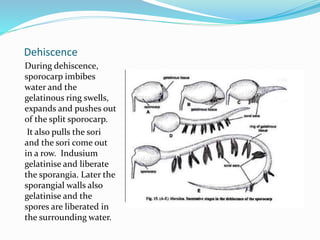 Dehiscence
During dehiscence,
sporocarp imbibes
water and the
gelatinous ring swells,
expands and pushes out
of the split sporocarp.
It also pulls the sori
and the sori come out
in a row. Indusium
gelatinise and liberate
the sporangia. Later the
sporangial walls also
gelatinise and the
spores are liberated in
the surrounding water.
 