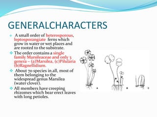 GENERALCHARACTERS
 A small order of heterosporous,
leptosporangiate ferns which
grow in water or wet places and
are rooted to the substrate.
 The order contains a single
family Marsileaceae and only 3
genera – (a)Marsilea, (c)Pilularia
(b)Ragnellidium.
 About 70 species in all, most of
them belonging to the
widespread genus Marsilea
(water clover).
 All members have creeping
rhizomes which bear erect leaves
with long petioles.
 