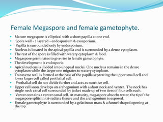 Female Megaspore and female gametophyte.
 Mature megaspore is elliptical with a short papilla at one end.
 Spore wall - 2 layered - endosporium & exosporium.
 Papilla is surrounded only by endosporium.
 Nucleus is located in the apical papilla and is surrounded by a dense cytoplasm.
 The rest of the spore is filled with watery cytoplasm & food.
 Megaspore germinates to give rise to female gametophyte.
 The development is endosporic.
 Apical nucleus is divided into unequal nuclei. One nucleus remains in the dense
cytoplasm while the larger one migrates to watery cytoplasm.
 Transverse wall is formed at the base of the papilla separating the upper small cell and
lower larger cell called prothalial cell.
 Prothalial cell do not divide further and acts as nutritive cell.
 Upper cell soon develops an archegonium with a short neck and venter. The neck has
single neck canal cell surrounded by jacket made up of two tiers of four cells each.
 Venter contains a venter canal cell. At maturity, megaspore absorbs water, the tipof the
megaspore splits in tri-radiate fissure and the archegonium is exposed.
 Female gametophyte is surrounded by a gelatinous mass & a funnel shaped opening at
the top.
 