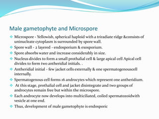 Male gametophyte and Microspore
 Microspore - Yellowish, spherical haploid with a triradiate ridge &consists of
uninucleate cytoplasm is surrounded by spore wall.
 Spore wall - 2 layered - endosporium & exosporium.
 Spore absorbs water and increase considerably in size.
 Nucleus divides to form a small prothalial cell & large apical cell Apical cell
divides to form two antheridial initials. .
 Antheridial initial - few jacket cells externally & one spermatogenouscell
internally.
 Spermatogenous cell forms 16 androcytes which represent one antheridium.
 At this stage, prothalial cell and jacket disintegrate and two groups of
androcytes remain free but within the microspore.
 Each androcyte now develops into multiciliated, coiled spermatozoidwith
vesicle at one end.
 Thus, development of male gametophyte is endosporic
 