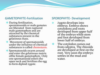 GAMETOPHYTE-Fertilization SPOROPHYTE- Development
 During fertilization,
spermatozoids or male gametes
are liberated from ruptured
male gametophyte and are
attracted by the chemical
substances present in the
gelatinous mass.
 Movement of spermatozoids
under the influence of chemical
substances is called chemotaxis.
 Spermatozoids swarm around
and enter the gelatinous matrix
ofthe female gametophyte. Only
one spermatozoid enters the
open neck and fertilizes the egg
to form diploid zygote.
 Zygote develops into
embryo. Embryo shows
cotyledons and roots
developed from upper half
of the embryo while stem
and foot developed from
lower half of embryo.
 The cotyledon comes out
from calyptra. The rhizoids
are developed at first on the
root. Very soon the embryo
settles in the mud and
water.
 