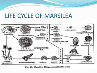 LIFE CYCLE OF MARSILEA
 