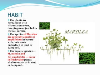 HABIT
The plants are
herbaceous with
rhizomatous stem,
creeping on or just below
the soil surface.
The species of Marsilea
are generally aquatic or
amphibious in nature
with their roots
embedded in mud or
damp soil.
The aquatic species —
M. minuta and
M. quadrifolia — occur
in fresh water ponds,
shallow water, or in mud
or damp soil.
 