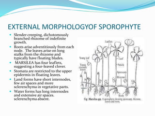 EXTERNAL MORPHOLOGYOF SPOROPHYTE
 Slender creeping, dichotomously
branched rhizome of indefinite
growth.
 Roots arise adventitiously from each
node. The leaves arise on long
stalks from the rhizome and
typically have floating blades.
 MARSILEA has four leaflets,
suggesting a four-leaved clover.
 Stomata are restricted to the upper
epidermis in floating leaves.
 Land forms have short internodes,
few air spaces and more
sclerenchyma in vegetative parts.
 Water forms has long internodes
and extensive air spaces.
sclerenchyma absent.
 