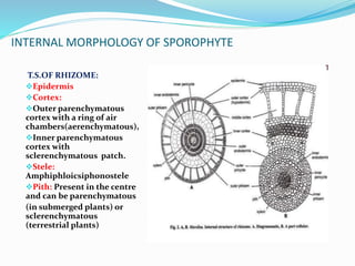 INTERNAL MORPHOLOGY OF SPOROPHYTE
T.S.OF RHIZOME:
Epidermis
Cortex:
Outer parenchymatous
cortex with a ring of air
chambers(aerenchymatous),
Inner parenchymatous
cortex with
sclerenchymatous patch.
Stele:
Amphiphloicsiphonostele
Pith: Present in the centre
and can be parenchymatous
(in submerged plants) or
sclerenchymatous
(terrestrial plants)
 