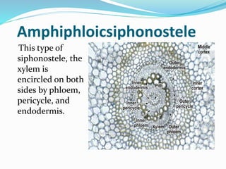 Amphiphloicsiphonostele
This type of
siphonostele, the
xylem is
encircled on both
sides by phloem,
pericycle, and
endodermis.
 