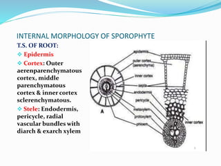 INTERNAL MORPHOLOGY OF SPOROPHYTE
T.S. OF ROOT:
 Epidermis
 Cortex: Outer
aerenparenchymatous
cortex, middle
parenchymatous
cortex & inner cortex
sclerenchymatous.
 Stele: Endodermis,
pericycle, radial
vascular bundles with
diarch & exarch xylem
 