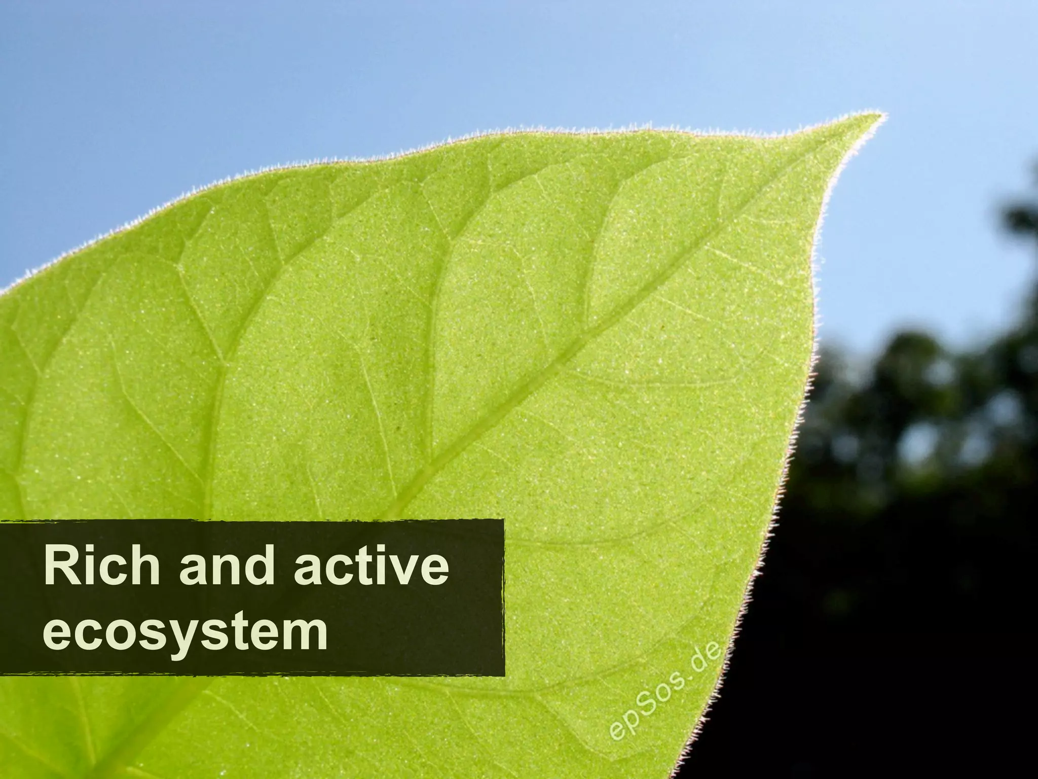 Rich and active
ecosystem
 