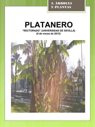 PLATANERO
“RECTORADO” (UNIVERSIDAD DE SEVILLA)
(9 de marzo de 2015)
3. ÁRBOLES
Y PLANTAS
 