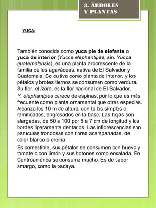 YUCA:
También conocida como yuca pie de elefante o
yuca de interior (Yucca elephantipes, sin. Yucca
guatemalensis), es una planta arborescente de la
familia de las agaváceas, nativa de El Salvador y
Guatemala. Se cultiva como planta de interior, y los
pétalos y brotes tiernos se consumen como verdura.
Su flor, el izote, es la flor nacional de El Salvador.
Y. elephantipes carece de espinas, por lo que es más
frecuente como planta ornamental que otras especies.
Alcanza los 10 m de altura, con tallos simples o
ramificados, engrosados en la base. Las hojas son
alargadas, de 50 a 100 por 5 a 7 cm de longitud y los
bordes ligeramente dentados. Las inflorescencias son
panículas frondosas con flores acampanadas, de
color blanco o crema.
Es comestible, sus pétalos se consumen con huevo y
tomate o con limón y sus botones como ensalada. En
Centroamérica se consume mucho. Es de sabor
amargo, como la pacaya.
3. ÁRBOLES
Y PLANTAS
 