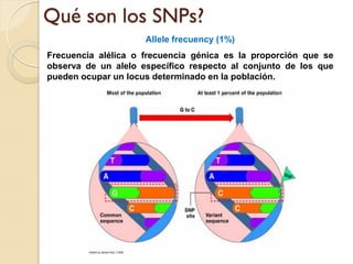 Qué son los SNPs?
                     Allele frecuency (1%)
Frecuencia alélica o frecuencia génica es la proporción que se
observa de un alelo específico respecto al conjunto de los que
pueden ocupar un locus determinado en la población.
 