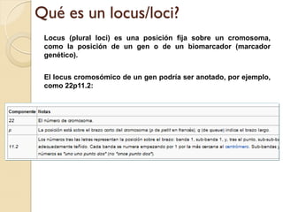 Qué es un locus/loci?
 Locus (plural loci) es una posición fija sobre un cromosoma,
 como la posición de un gen o de un biomarcador (marcador
 genético).


 El locus cromosómico de un gen podría ser anotado, por ejemplo,
 como 22p11.2:
 