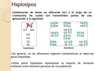 Haplotipos
 Combinación de alelos en diferente loci a lo largo de un
 cromosoma los cuales son transmitidos juntos de una
 generación a la siguiente
                                 CG        CG        TG
                                 CG        TG        TG
         C/T     G/A                    CG
                              CG        CA            TG
            CG
                              TA            TG        CA
            CA                              TA
            TG                   TA      CA          CA
            TA                   TA      TA          CA
         haplotipos                     diplotipos

En general, en las diferentes regiones cromosómicas se observan
pocos haplotipos

Estos pocos haplotipos representan la mayoría de variación
existente entre distintas personas de una población
 