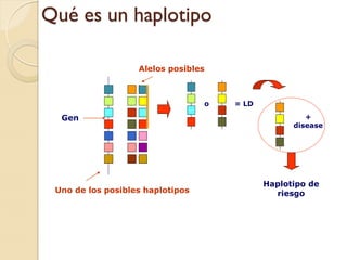 Qué es un haplotipo

                   Alelos posibles



                                  o   = LD

  Gen                                                 +
                                                   disease




                                             Haplotipo de
 Uno de los posibles haplotipos                riesgo
 