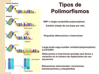Tipos de
        Polimorfismos
 SNP = single nucleotide polymorphism
   Cambio simple de una base por otra



 Pequeñas delecciones e inserciones




Large-scale copy-number variation/polymorphism
(LCV/CNP):
Delecciones e inserciones grandes que llevan a
variación en el número de repeticiones de una
secuencia


Alteraciones estructurales: inversiones,
translocaciones y aneuploidías
 