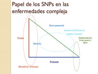 Papel de los SNPs en las
enfermedades compleja

                         Environmental

                                         Common multifactorial
                                           complex diseases

  Cause                                                Independently
                                                        from genetic
                                                           input
               Genetic




                         Disease
  Mendelian diseases
 