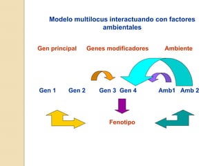 Modelo multilocus interactuando con factores
                   ambientales


Gen principal     Genes modificadores    Ambiente




Gen 1     Gen 2      Gen 3 Gen 4        Amb1 Amb 2




                        Fenotipo
 