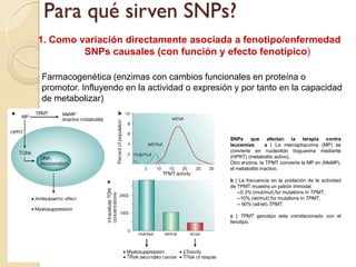 Para qué sirven SNPs?
1. Como variación directamente asociada a fenotipo/enfermedad
         SNPs causales (con función y efecto fenotípico)

Farmacogenética (enzimas con cambios funcionales en proteína o
promotor. Influyendo en la actividad o expresión y por tanto en la capacidad
de metabolizar)



                                               SNPs que afectan la terapia contra
                                               leucemias       a | La mercaptopurina (MP) se
                                               convierte en nucleotido tioguanina mediante
                                               (HPRT) (metabolito activo),
                                               Otro enzima, la TPMT convierte la MP en (MeMP),
                                               el metabolito inactivo.

                                               b | La frecuencia en la población de la actividad
                                               de TPMT muestra un patrón trimodal.
                                                  --0.3% (mut/mut) for mutations in TPMT,
                                                  --10% (wt/mut) for mutations in TPMT,
                                                  -- 90% (wt/wt) TPMT.

                                               c | TPMT genotipo esta correlacionado con el
                                               fenotipo.
 