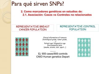 Para qué sirven SNPs?
   2. Como marcadores genéticos en estudios de:
    2.1. Asociación: Casos vs Controles no relacionados



 REPRESENTATIVE BREAST                     REPRESENTATIVE CONTROL
   CANCER POPULATION                             POPULATION


                    Clinical information of tumours
                   (histológical grade, tumor grade,
                                   ....)
                      Patient age/ diagnostico age
                          Environmental data:
                     (smoke, alcohol, diet, sport...)

                          ........
               Ej: 900 cases/900 controls
              CNIO Human genetics Depart
 