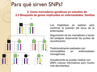 Para qué sirven SNPs?
                            2. Como marcadores genéticos en estudios de:
                    2.2 Búsqueda de genes implicados en enfermedades: familias
                                    1                   2



                                                                                         Los Haplotipos se realizan para
                        A                       a   a           a
                        B                       b   b           b
                                                                                         confirmar la posición del locus de la
                        C                       c   c           c                        enfermedad.
                        D                       d   d           d

                                                                                         Seguimiento de los marcadores a traves
            3                   4                           5                    6       del pedigree observando los puntos de
                                                                                         reconbinación
    A           a   a                       a           a               a
                                                                            a        a
    B           b   b                       b           b               b
                                                                            b        b
    C           c   c                       c           c               c
                                                                            c        c   Tradicionalmente realizados con
    D           d   d                       d           d               d
                                                                            d        D
                                                                                         microsatélites    en     enfermedades
                                                                                         monogénicas,
        7                   8                       9                       10
a           a   a           A           A           a               a       a
B           b   b           b           B           b               b       b            Actualemente se pueden realizar con
C           c   c           c           C           c               c       c
                                                                                         SNPs (menos informativos pero mucho
D           d   d           d           d           d               d       D
                                                                                         más abundantes).
 