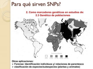 Para qué sirven SNPs?
            2. Como marcadores genéticos en estudios de:
                   2.3 Genética de poblaciones




Otras aplicaciones:
 Forense: Identificación individuos y/ relaciones de parentesco
 clasificación de especies/subespecies (plantas y animales)
 