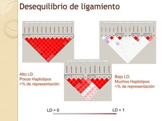 Desequilibrio de ligamiento




Alto LD.
                          Bajo LD.
Pocos Haplotipos
                          Muchos Haplotipos
>% de representación
                          <% de representación




             LD = 0      LD = 1
 