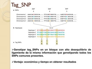 Tag_SNP




Genotipar tag_SNPs en un bloque con alto desequilibrio de
ligamiento da la misma información que genotipando todos los
SNPs comunes presentes.

Ventaja: económica y tiempo en obtener resultados
 