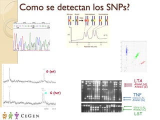 Como se detectan los SNPs?




      G (wt)


                              LTA
                              Allele1 (A)
                              Allele2 (G)

     A   G (het)
                             TNF
                             Allele2 (A)
                             Allele1 (G)

                             Allele1 (A)
                             Allele2 (C)
                              LST
 