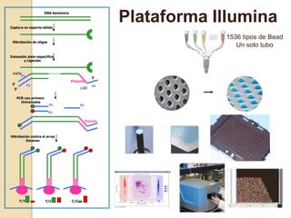 DNA Genómico



Captura en soporte sólido
                                                          Plataforma Illumina
                                                                      1536 tipos de Bead
 Hibridación de oligos
                                                                         Un solo tubo
Extensión alelo-específica
        y Ligación


 ASOs
        P1
                                                   3’
                                    Etiqueta
 5’          P2                                    P3
  5’                                      LSO


   PCR con primers
     Universales
                         P1               P3

                         P2

                                               Etiqueta




Hibridación contra el array
         Escaneo




       T/T           T/C            C/C
 