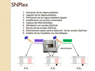 SNPlex
    1.   Activación de los oligonucleótidos
    2.   Ligación de los oligonucleótidos
    3.   Purificación de los oligonucleótidos ligados
    4.   Amplificación con primers universales
    5.   Captura del DNA biotinilado
    6.   Hibridación con sondas ZipChute
    7.   Elución de las sondas ZipChute
    8.   Electroforesis capilar para la detección de las sondas ZipChute
    9.   Análisis de los resultados con GeneMapper


                  ZipCode1                      ZipCode2
                 NNNNNNNNN                    NNNNNNNNN


                                            electroforesis




     A1A1                         A1A2                       A2A2
 