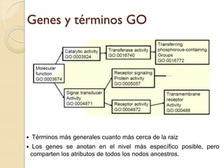 Genes y términos GO




   Términos más generales cuanto más cerca de la raiz
    Los genes se anotan en el nivel más específico posible, pero
    comparten los atributos de todos los nodos ancestros.
 