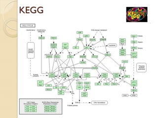 KEGG
 